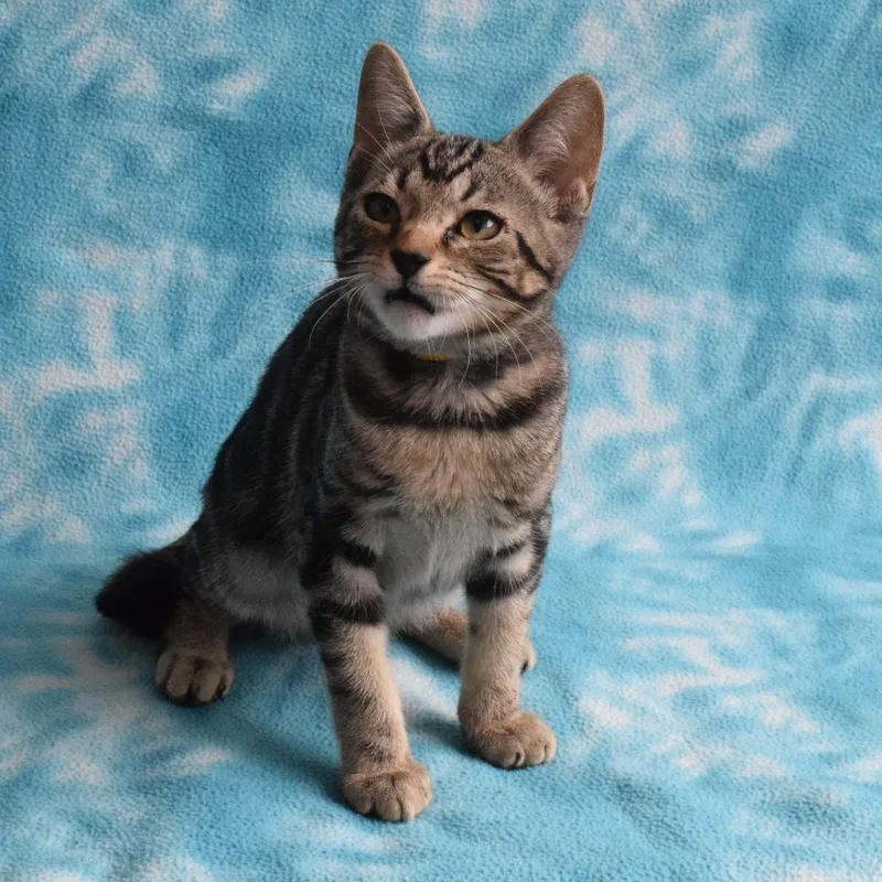 A baby small-sized male Brown / Chocolate Domestic Short Hair cat named Peridot for adoption in Eureka, CA