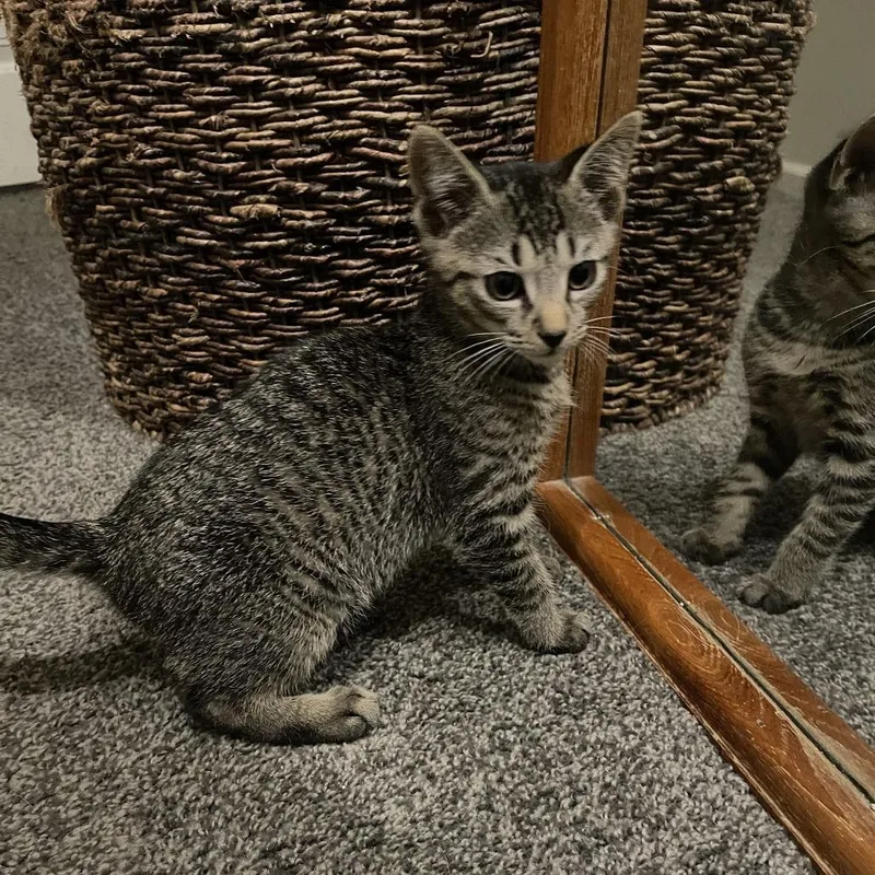 A baby small-sized male Brown / Chocolate Domestic Short Hair cat named Sinker for adoption in Valdosta , GA