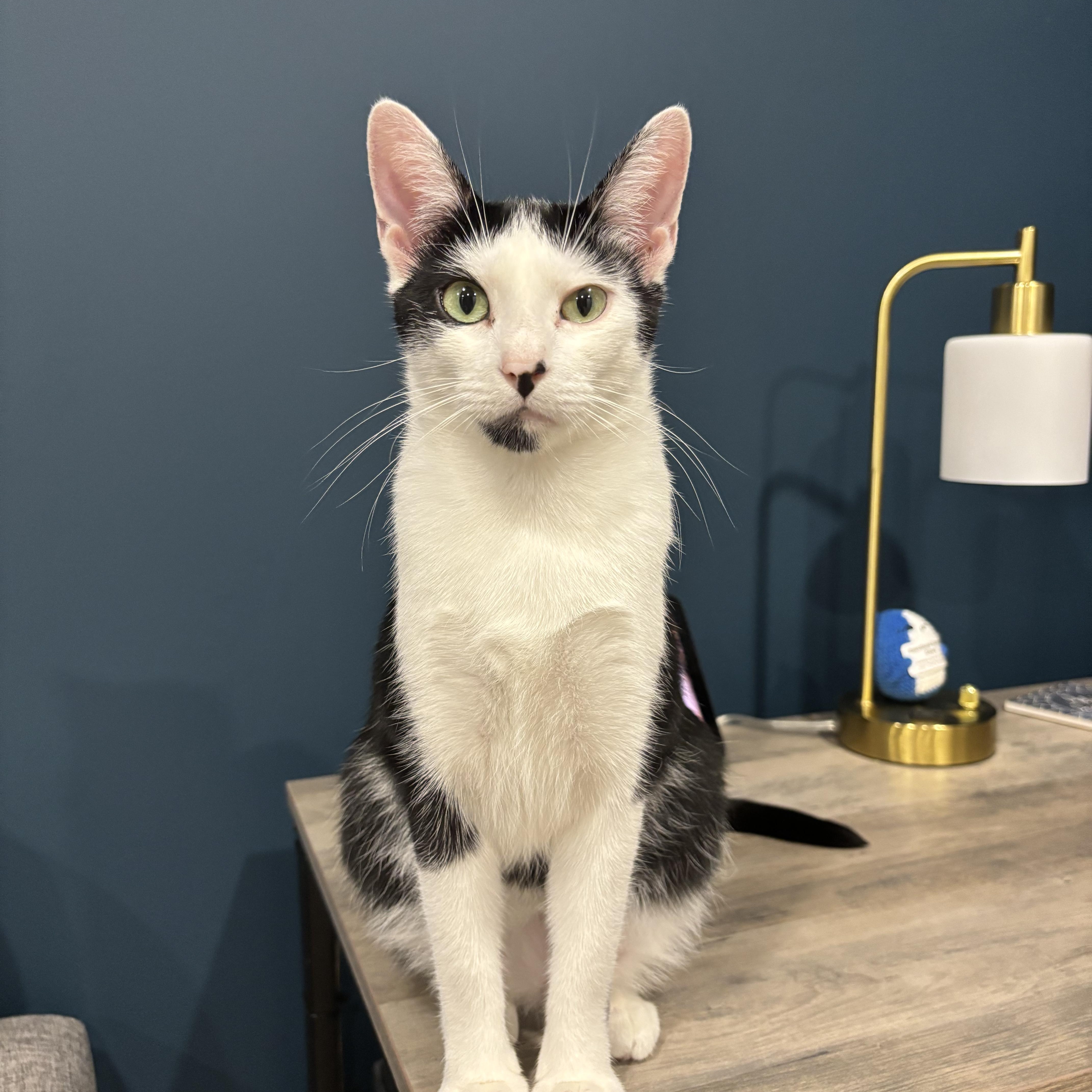 Bandit & Angela thumbnail 6