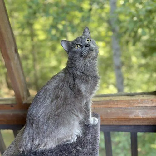 A young medium-sized male Domestic Medium Hair cat named Diablo for adoption in Knoxville, TN