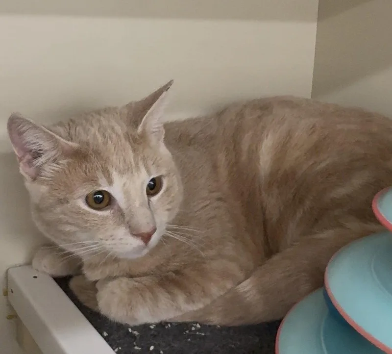 A young medium-sized male Tabby (Orange / Red) Tabby cat named Bond for adoption in Cuyahoga Falls, OH