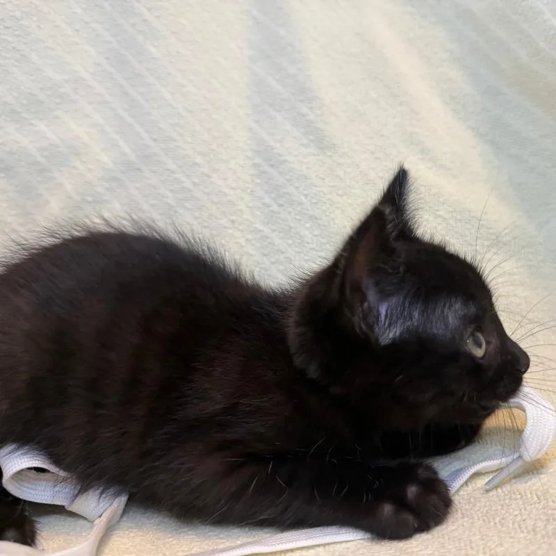A baby small-sized male Black Domestic Short Hair cat named Orion for adoption in Austin, TX