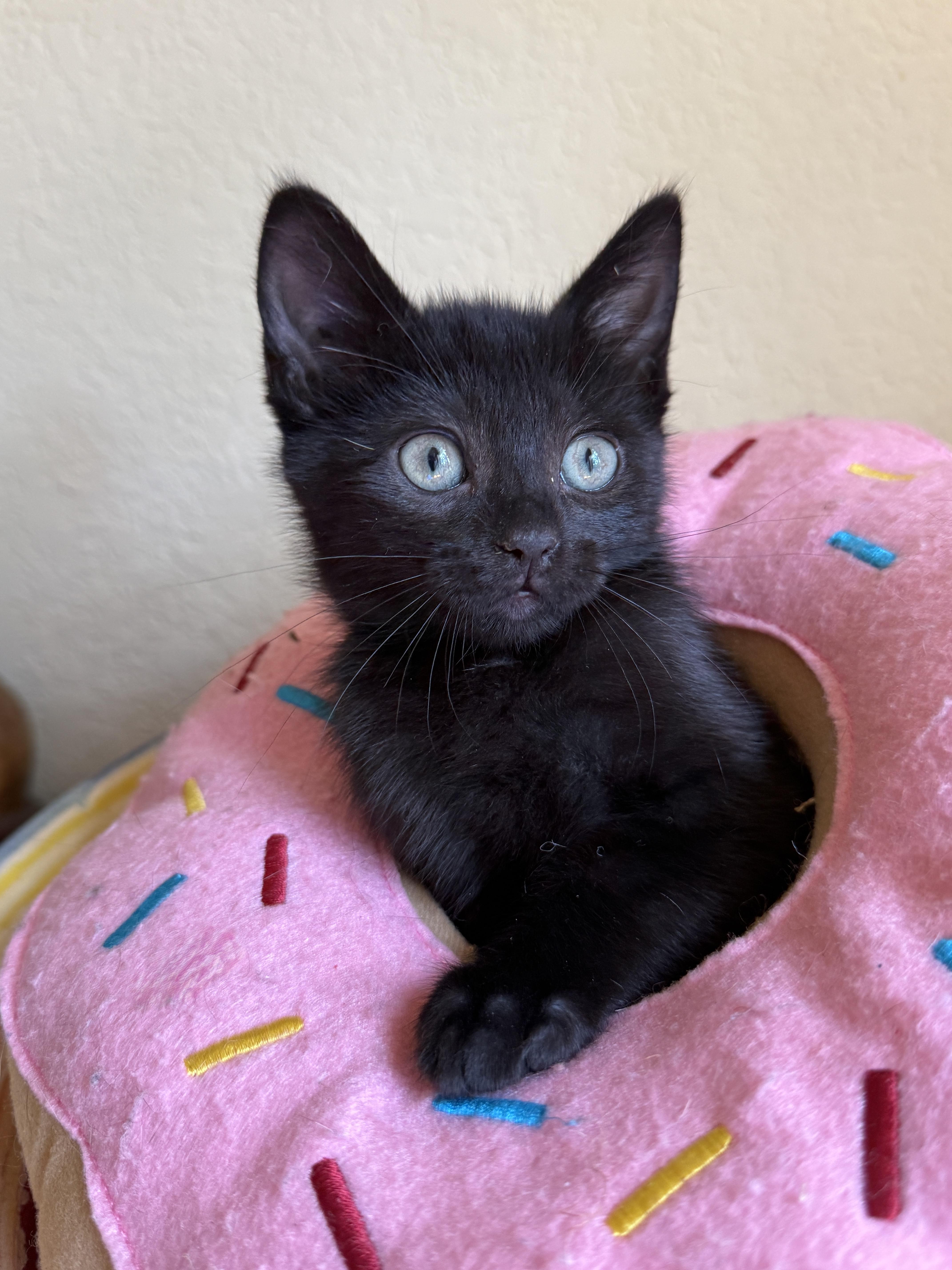 A baby medium-sized male Black Domestic Short Hair cat named Stony for adoption in Keller, TX