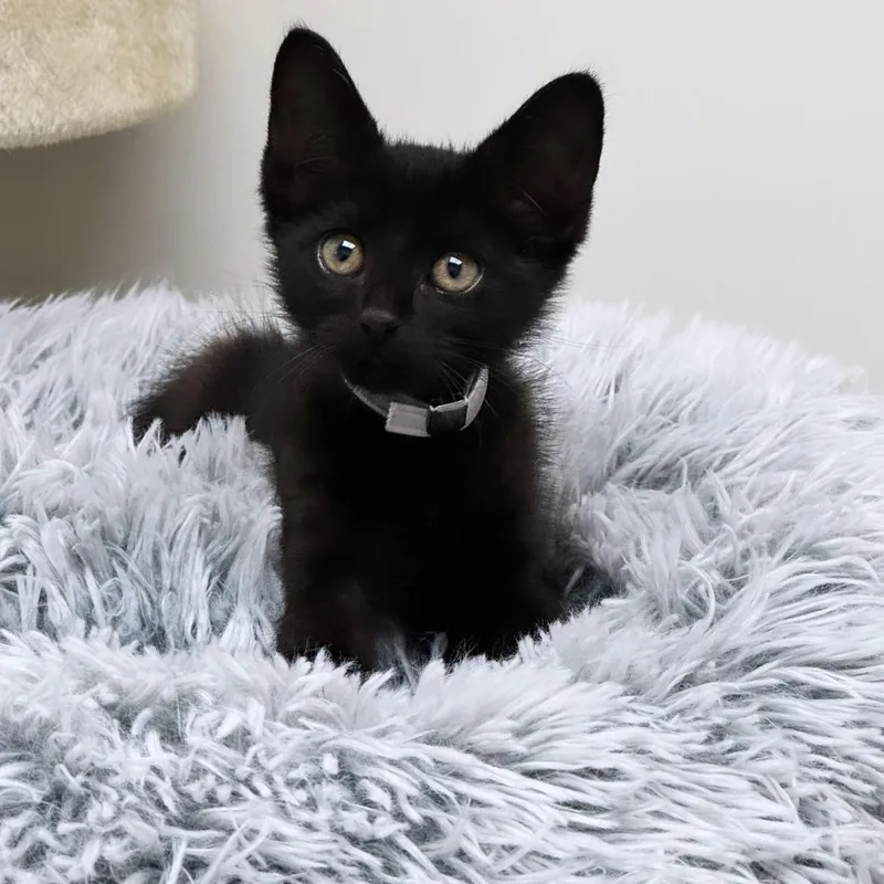 A young small-sized male Black Domestic Short Hair cat named Binx for adoption in Syosset, NY