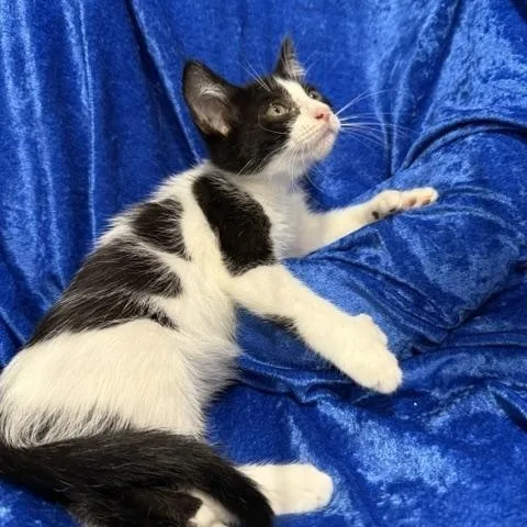 A baby medium-sized female Extra-Toes Cat / Hemingway Polydactyl cat named Dot for adoption in Gainesville, FL