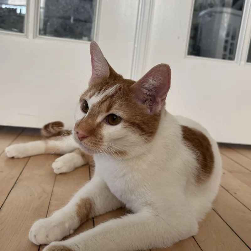 A young medium-sized male Orange & White American Shorthair cat named Chester for adoption in Liverpool, TX