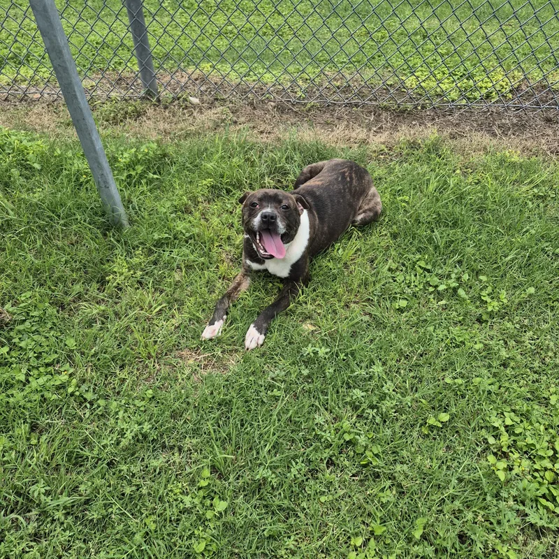 An adult medium-sized female Boxer dog named Aerie for adoption in Schertz, TX