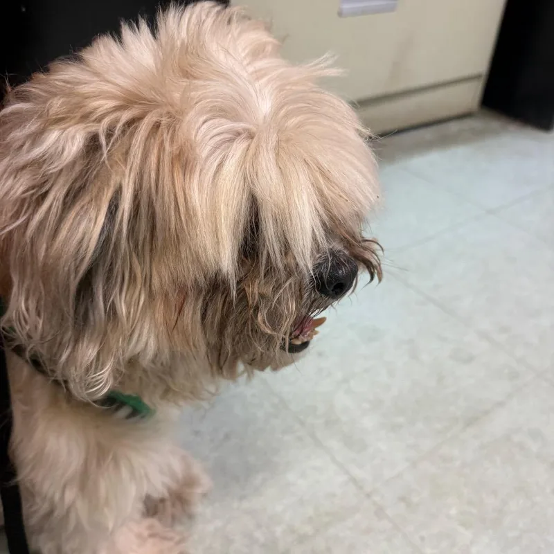 A senior small-sized male Yellow / Tan / Blond / Fawn Cockapoo dog named Chase for adoption in Philadelphia, PA