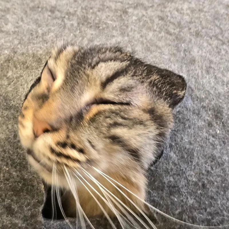 Piper