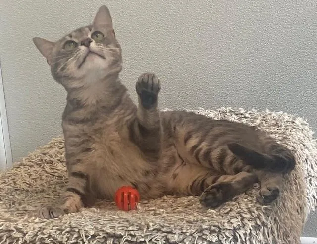 Mama Mia thumbnail 3