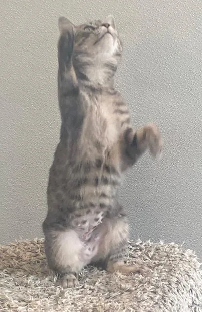 Mama Mia thumbnail 4