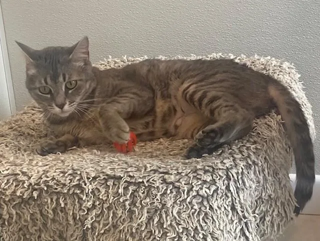 Mama Mia thumbnail 5