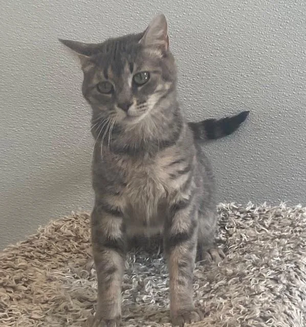 Mama Mia thumbnail 6