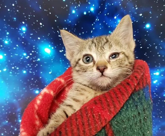 A baby small-sized female Domestic Short Hair cat named Cincinnati Bengal for adoption in Tucson, AZ