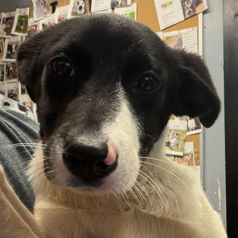 A young small-sized female Black Border Collie dog named Darla for adoption in Lake Jackson, TX