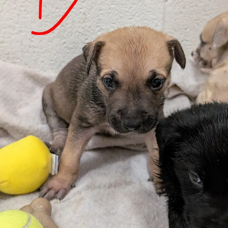 Puppy Dallas