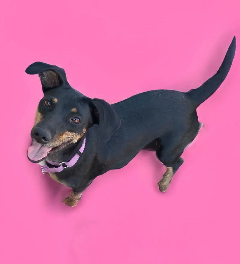 Reeses thumbnail 2
