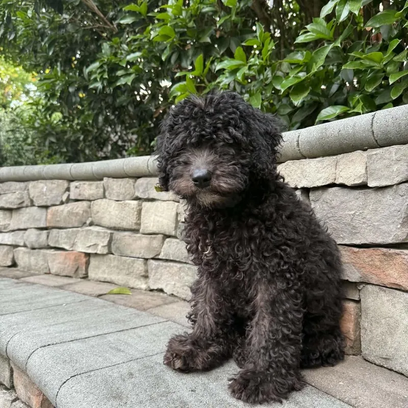 A baby small-sized male Black Poodle dog named Stewart for adoption in Raleigh, NC