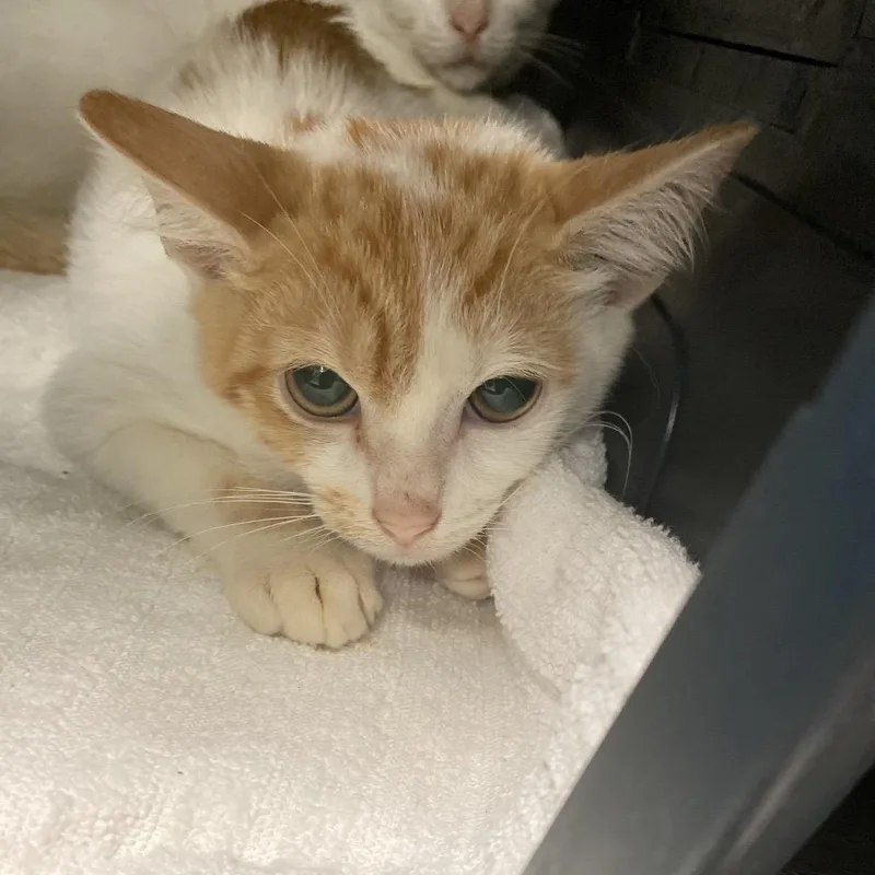 Sir Sriracha thumbnail 2