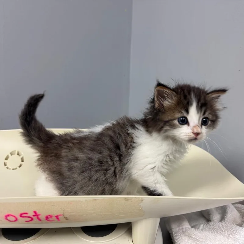 A baby small-sized male White Domestic Short Hair cat named Lobster Roll for adoption in Columbus, GA