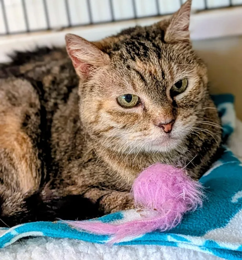 An adult medium-sized female Domestic Short Hair cat named Priscilla for adoption in St. Augustine, FL