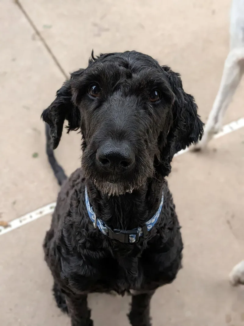 A young medium-sized female Standard Poodle dog named Jessie for adoption in Elgin, IL