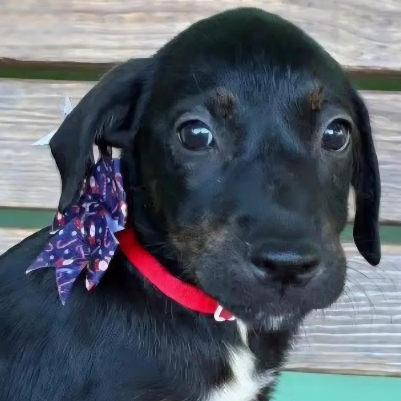 Whitney "the Cuteness Litter