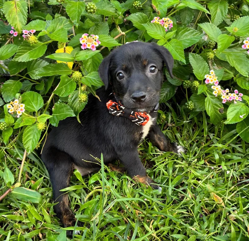 Whitney "the Cuteness Litter thumbnail 2