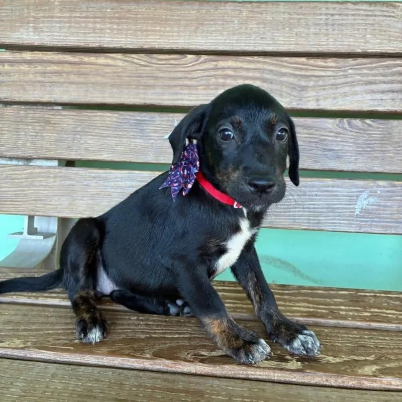 Whitney "the Cuteness Litter thumbnail 4