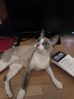 Willa