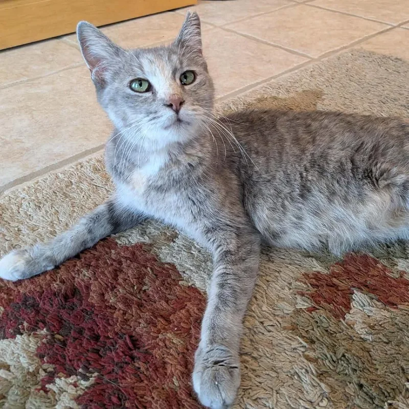 An adult medium-sized female Domestic Short Hair cat named America for adoption in West Olive, MI