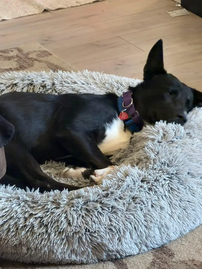 A young medium-sized male Black Border Collie dog named Jersey Mikes for adoption in Shingle Springs, CA