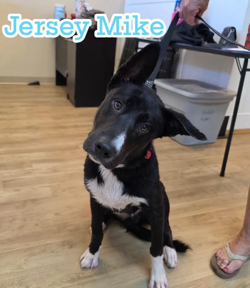 Jersey Mikes thumbnail 5