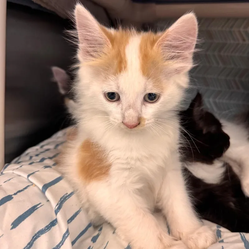 A baby small-sized male Orange / Red Domestic Medium Hair cat named Goby for adoption in Lynchburg, VA