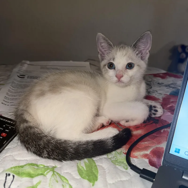 A baby medium-sized female Lilac Point Siamese cat named Skye for adoption in Riverside, CA