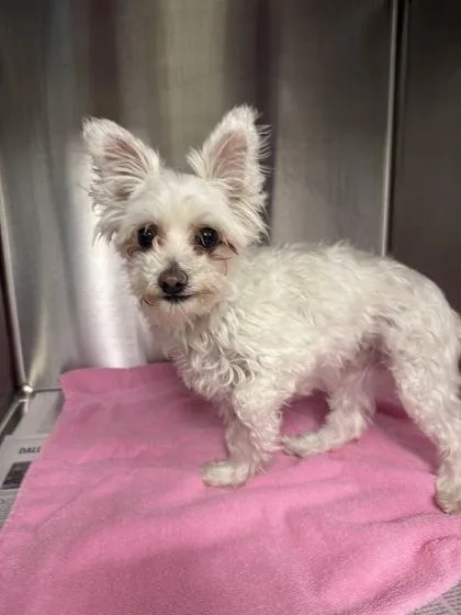 An adult small-sized male Maltese dog named Baby for adoption in Portland, ME
