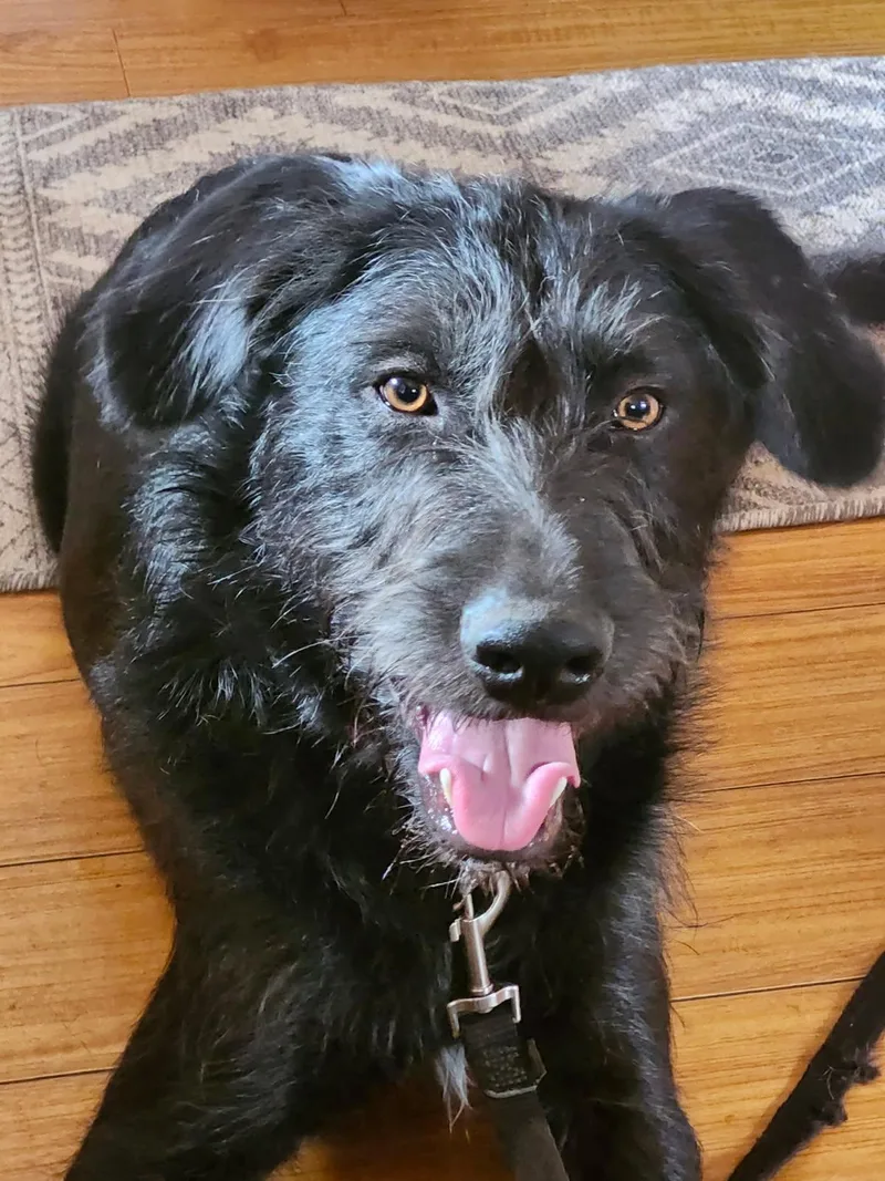 A young medium-sized male Black Terrier dog named Brian for adoption in Burbank, CA