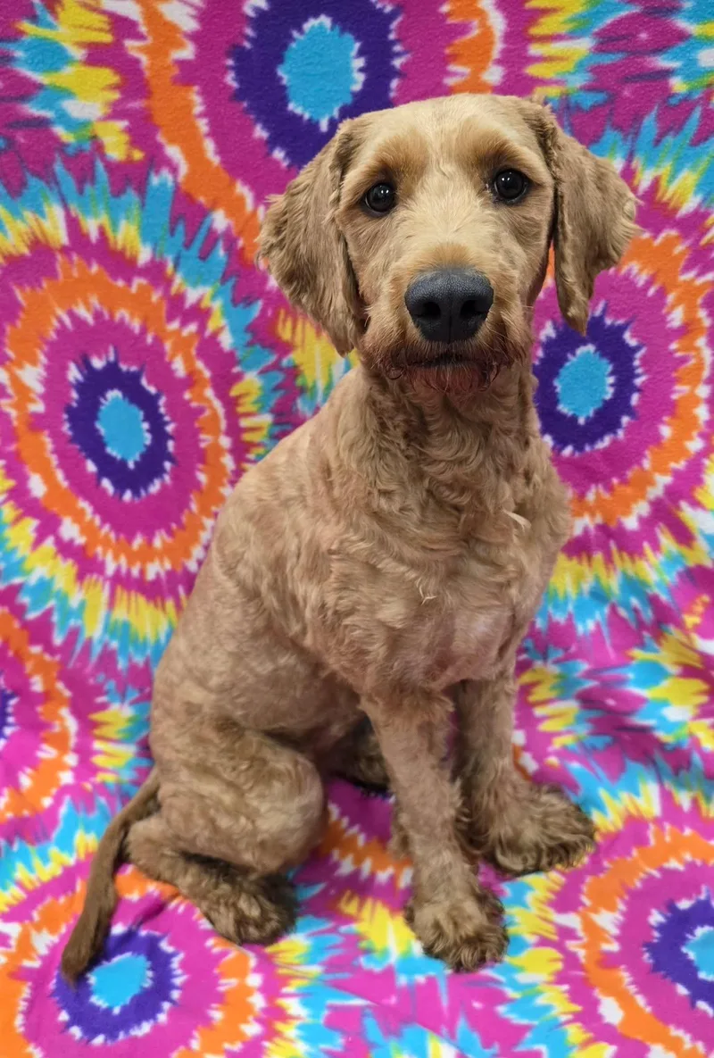 An adult medium-sized female Goldendoodle dog named Moxi for adoption in Frankfort, IN