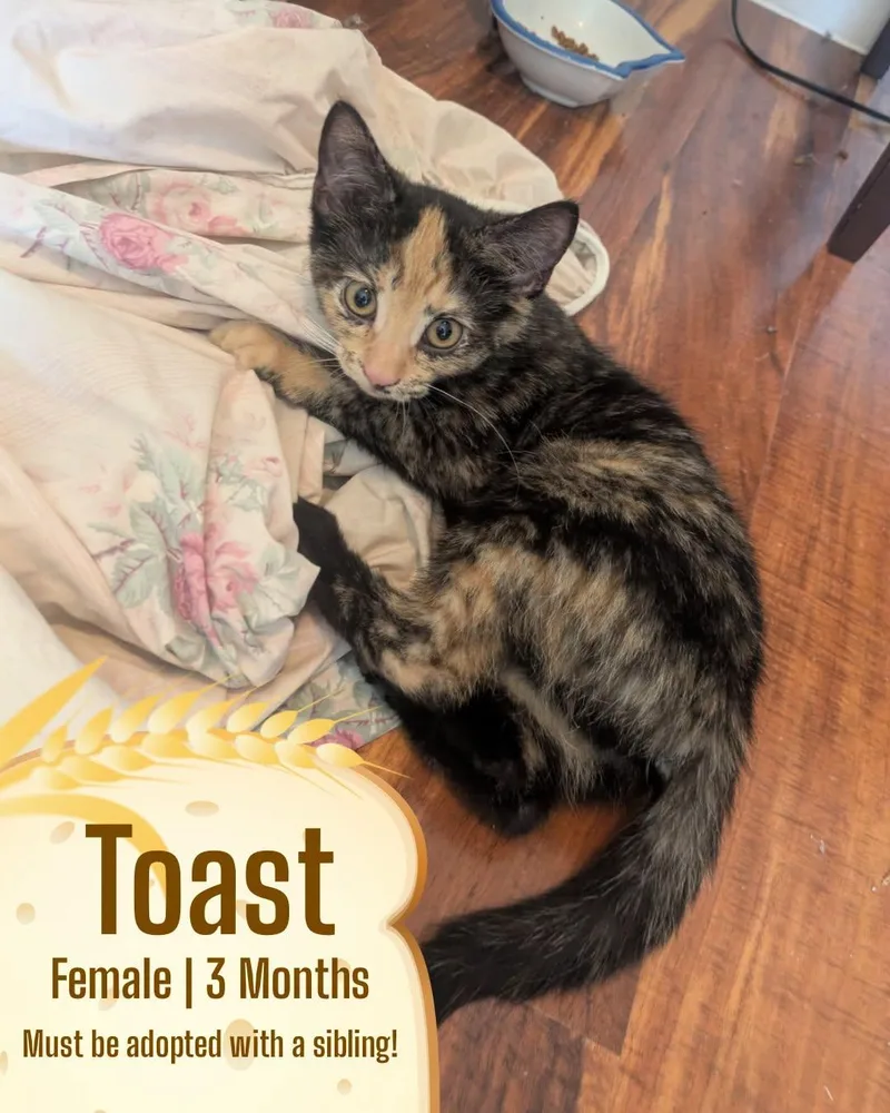 A baby medium-sized female Tortoiseshell Domestic Short Hair cat named Toast for adoption in McDonald, PA