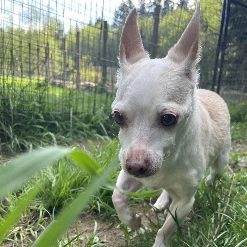 Tinkerbell thumbnail 3