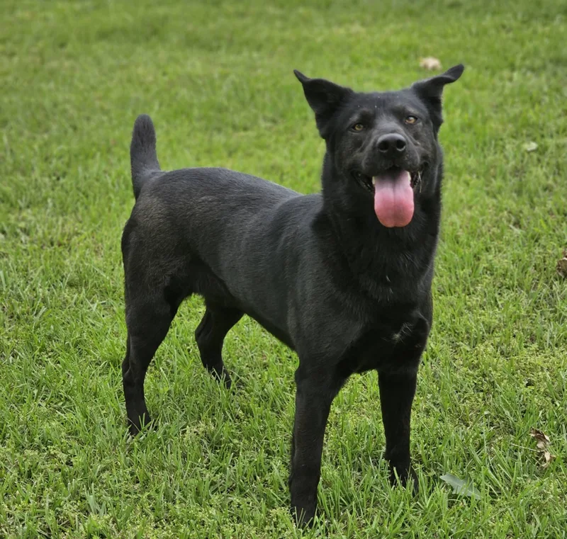 An adult large-sized female Black Labrador Retriever dog named Maggie for adoption in Houston, TX