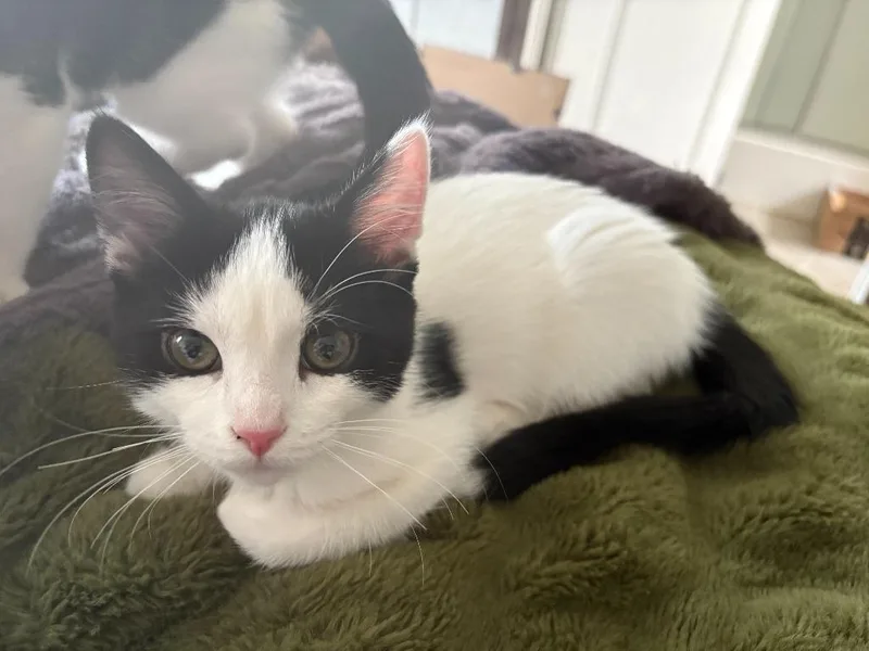 A baby medium-sized male Domestic Short Hair cat named Destroying Angel for adoption in Salt Lake City, UT