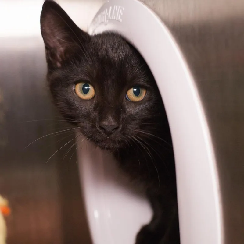 A baby medium-sized male Domestic Short Hair cat named Jackie Rome for adoption in Shoreline, WA