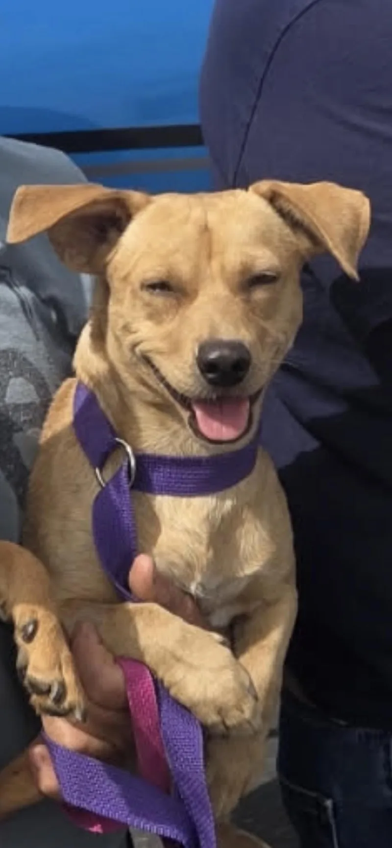 A young small-sized male Apricot / Beige Dachshund dog named Scooby for adoption in Hamden, CT