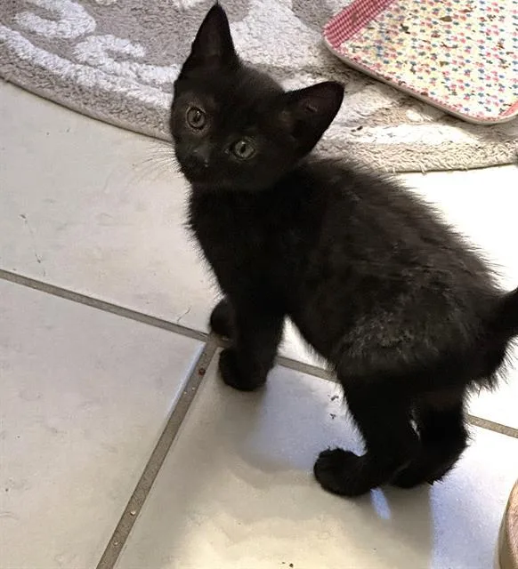 A baby small-sized female Domestic Short Hair cat named Sky for adoption in Sacramento, CA