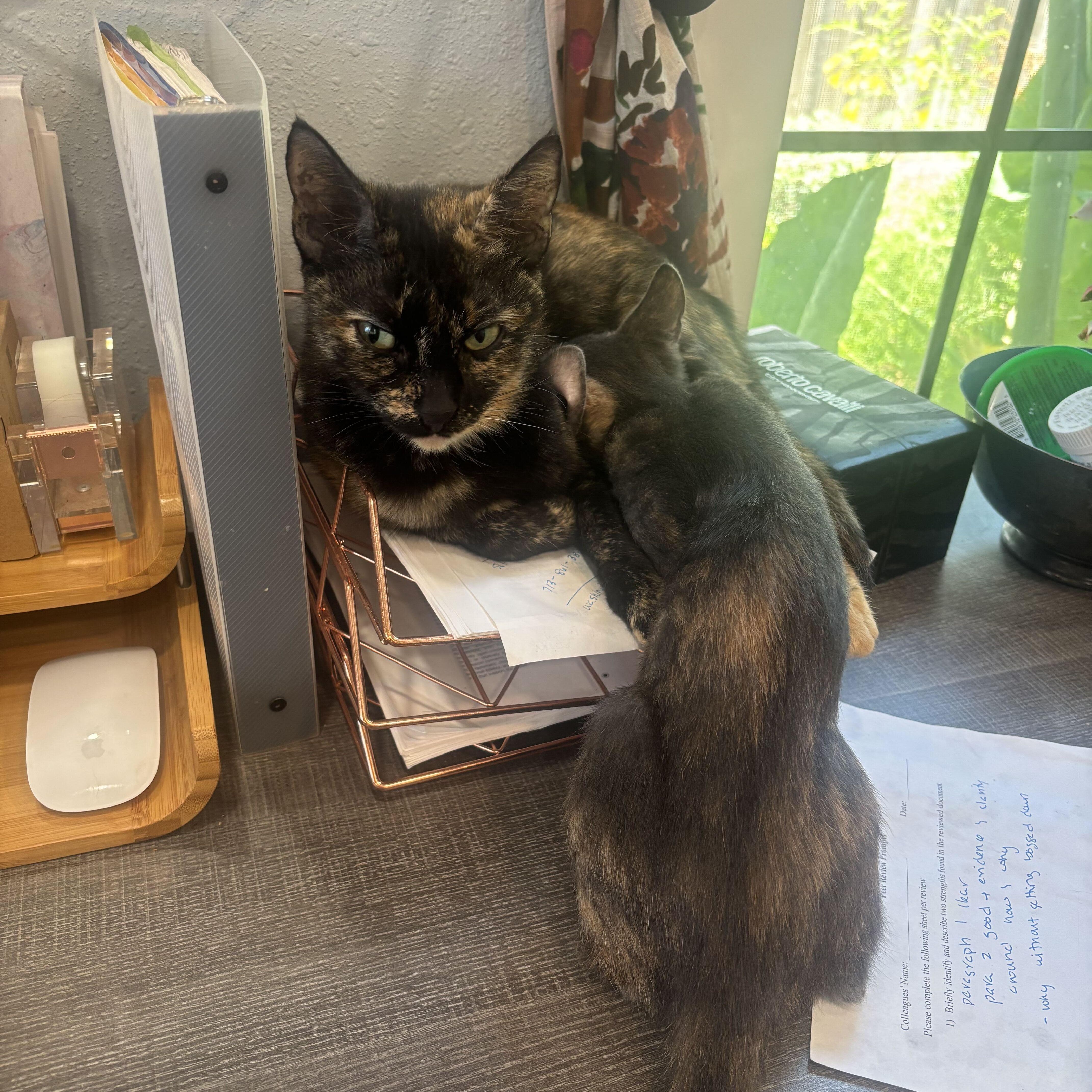 An adult medium-sized female Tortoiseshell Domestic Short Hair cat named Lucille for adoption in Houston, TX
