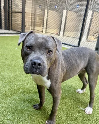 An adult medium-sized male Pit Bull Terrier dog named Hudson Bay for adoption in Atlanta, GA