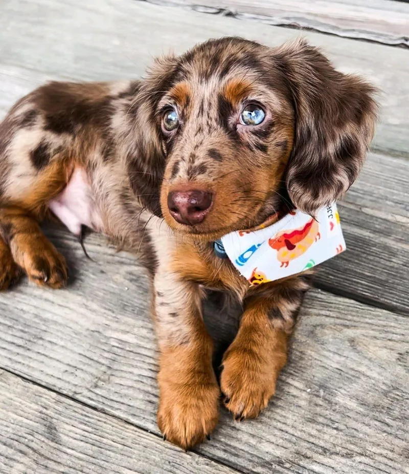 A young small-sized male Dachshund dog named Baker for adoption in Newmanstown, PA
