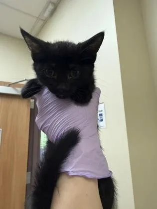 A baby small-sized male Domestic Short Hair cat named Postit for adoption in West Chester, PA