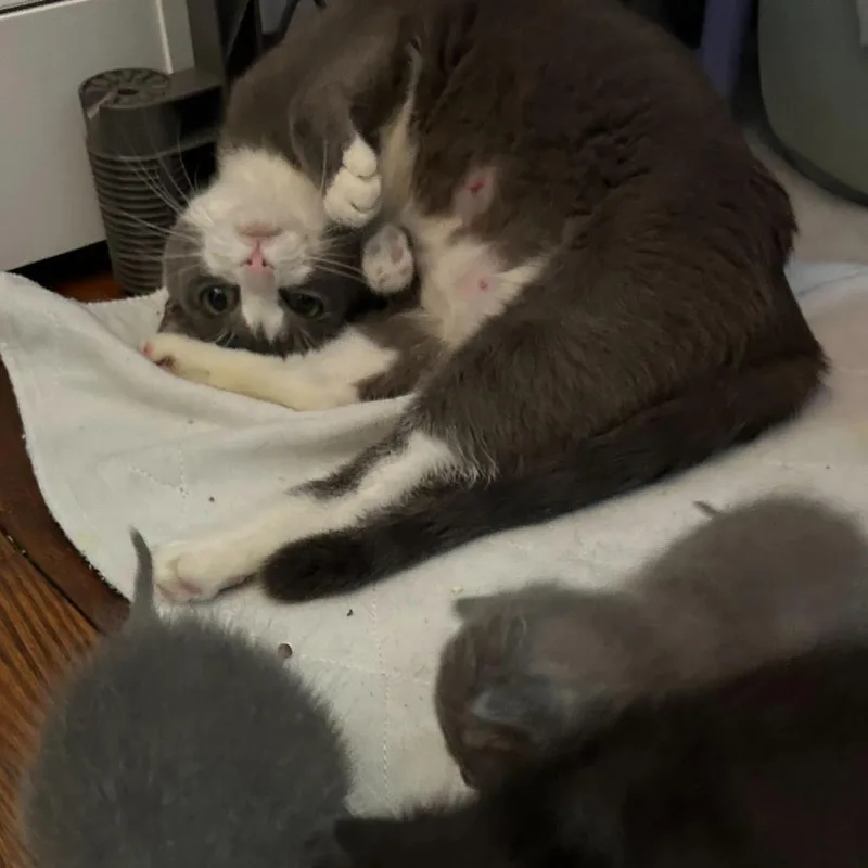A young medium-sized female Gray / Blue / Silver Domestic Short Hair cat named Anise for adoption in Waynesville, NC